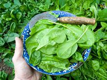 ���������� ��������������� �������� �� ���� �����