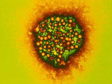 ������ ���������� ���� �� ����� ����������� � ���� ������ �� ������