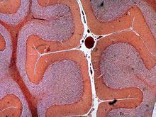 ������ ���������� ���������� ����������� ������� ������