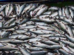 � ����� �� ��� ��� ���������� ���������� ������ �����