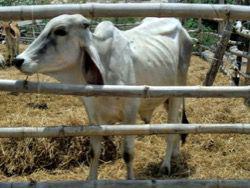 ������������ ������� ������ �����������