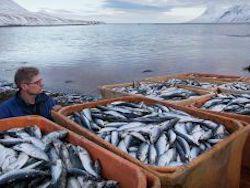 �� ��������������� ������ ����� ��� ���������� �������