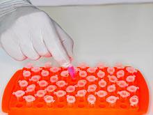 ������ �������� ������������ ����������� ����� ���� �������