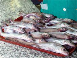 ���������� ������������ ��������� ������������ ������ �� �������