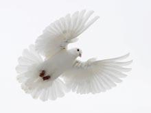 �������� ������� ������� ������������ ������� �������� ������