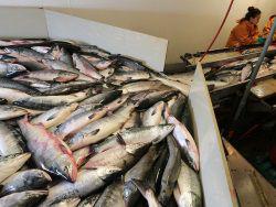 �� ��������� ����������� � 2020 ���� ����� ������ ����