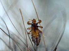 ������ ����������� ���, ������� �����, ���������� ����������