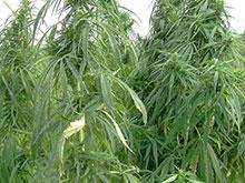 ��������� ������ ��������� �����, ������������� �����������