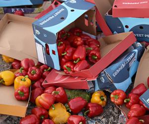 ���������������� ��������� �������� ������� � ������ ����� ����������