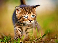 ���������� � �������� ������ ����� ������������