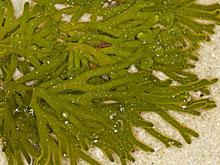 ����� - ���� � ��������������� ������������ ����, �������� �����