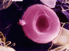 ������ ������ �������� ���������� � �������� �������