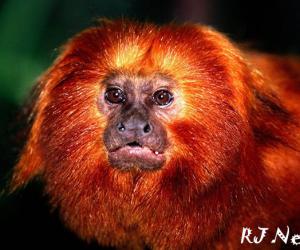 ���� �� ����� �������� ��������?