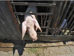 ���������������� ��������� ���� ���������� �������