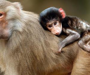 6 ,     2016 :  , IT-   