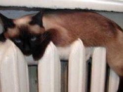 ����������� �� ������ �������� ������ �������� ����� ���