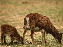 ������� D �������� �������� ������������