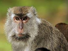 ������ ������� ���������� ����������� � �������� �������