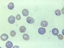 ����������������� �������� ����� ��������� ��������� � ������� ��������