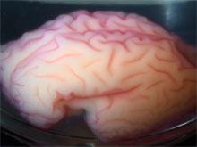 ������������� ������, ������ � �������� ����� ���������� ��������