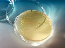 �������� �������� �������, �������� ������������