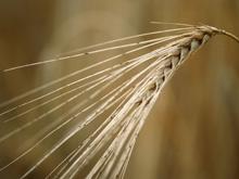 ������ �������� �� �������, ���������� ��������