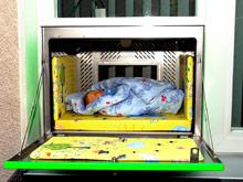 ���� ����-������ ����� ������� � ������������ ������