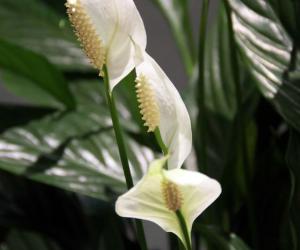 ��������� ��������, ������� ������� ��� ��������