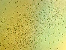 ������������� ������� �������� � �������� �������������� �������������