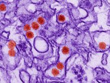 ������������� ����������, ������ ������ ����� ����