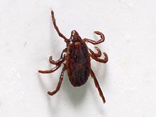 ���������� ������������� ����������� ������ ��� ����������� ����������