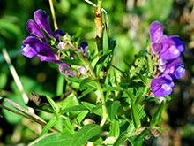 �������� ���������� ��������� ��������� ������ ���� ����� ��������