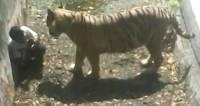 В Калифорнии сотрудницу зоопарка растерзал тигр