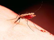 Малярия официально покинула европейский регион