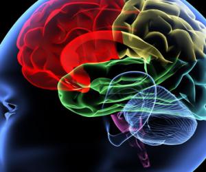 Ученые попытаются найти способ оживления головного мозга