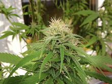 Microsoft ������� �� ����������� ��������� � ���