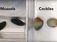 ��� ���-���� ����� ���� �������, ������� �����������