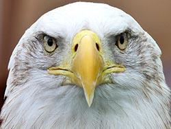 ��� ������� ���������� ������ � �����