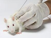 ����������� �������: ������� ������ ���� ��������� ������ ������� ��������