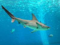 ����� ���� � ��������������� ������ ��������� �������������� �����������