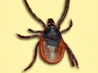 ���������� ����������� ����������� ������������� ������ �� ����������