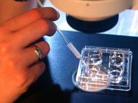 �������� � �������� ������� ����� ���� ������� ��������