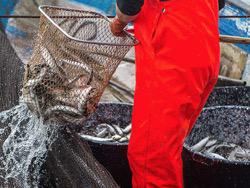 � ������ ���������� ����� ������ ����� ����� 25-������� ��������