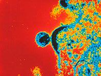 ������ ��������� ���������, ����� ���������� � ���� ���