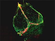 �������� ������� � �������� ���� ��������� ������� ��������