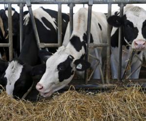 �� �� �������: �� ��������� �������� ��������� ����� �� �������