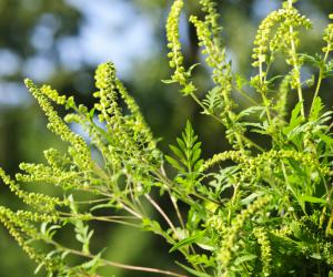 �������� � �������: �������, �������� � ��� ����������