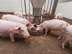 ���������� ������ �������� � ��������������� ���� � �����