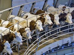 � ���������� ������� ����� ������ ���������