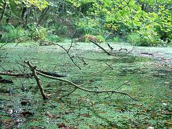 ��������� ���: ���������� ��� ���������� �������� ������